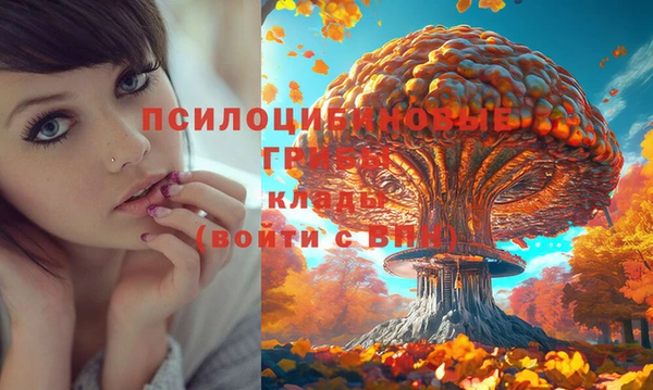 стаф Алзамай